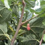 Moruša čierna (Morus nigra) ‘GERARDI DWARF’ - výška 20-30 cm, kont. C2L